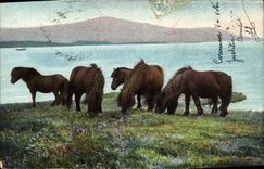 CPA Cheval Hippisme Equitation 