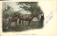 CPA Cheval Hippisme Equitation A travers la campagne Normande Le Maquignon 