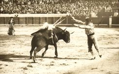 CARTE PHOTO Corrida Course de taureaux 