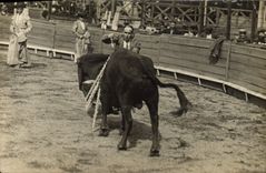 CARTE PHOTO Corrida Course de taureaux 