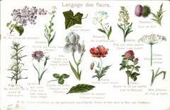 CPA Fantaisie Le langage des fleurs