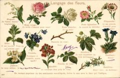 CPA Fantaisie Le langage des fleurs