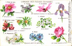 CPA Fantaisie Le langage des fleurs