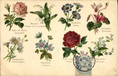 CPA Fantaisie Le langage des fleurs