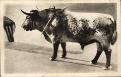 Vintage Postcard Bullfight Bullfight Before the thrust