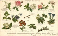 CPA Fantaisie Langage des Fleurs 
