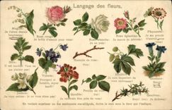 CPA Fantaisie Le langage des Fleurs 