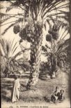 Vintage Postcard Palm trees Biskra Gathering of dates