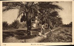 Vintage Postcard Palmiers Collects dates