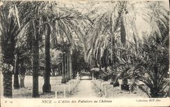 CPA Nice L'allee des Palmiers au chateau 