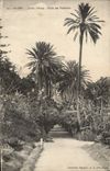 CPA Alger Jardins d'essai Allee des Palmiers 