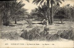 Vintage Postcard Palm trees the date harvest modes
