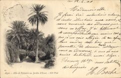 Vintage Postcard Algiers Palm trees Gone from the palm trees to the garden of test