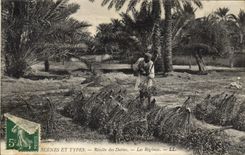 Vintage Postcard Palmiers Collects dates the modes