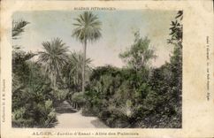 CPA Palmiers Alger Jardin d'essai Allee des palmiers 