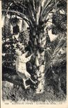 Vintage Postcard Palm trees the harvest of dates