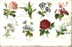 CPA Fantaisie Langage des Fleurs 