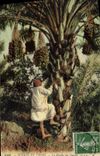 Vintage Postcard Palm trees Palm tree the harvest of dates
