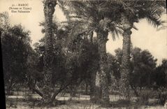 CPA Palmiers Palmier Maroc Une palmeraie 