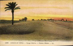 Vintage Postcard Palm trees Palm tree Saharan Landscape Palm trees - date palms
