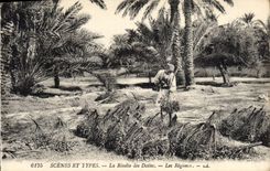 Vintage Postcard Palm trees Palm tree the harvest of dates modes