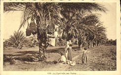 CPA Palmiers Palmier La cueillette des dattes 