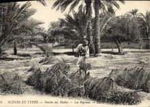 Vintage Postcard Palmiers Palm tree Collects dates the modes