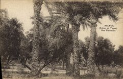CPA Palmiers Palmier Maroc Une palmeraie 