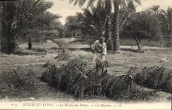 CPA Palmiers Palmier La recolte des dattes Les regimes 