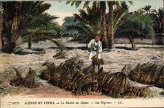 CPA Palmiers Palmier La recolte des dattes Les regimes 