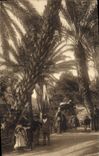 Vintage Postcard Palm trees Oran Palm tree the walk taken of the pond