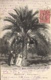 Vintage Postcard Palm trees Palm tree Misserguin Study of palm trees