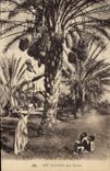 CPA Palmiers Palmier Cueillette de dattes 