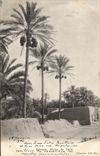 Vintage Postcard Palm trees Palm tree Mode of dates