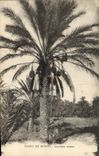 Vintage Postcard Palm trees Palm tree Biskra black Date palm