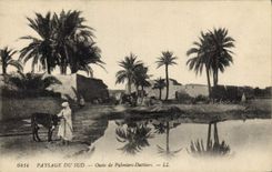 CPA Paysage du sud Oasis de Palmiers Dattiers Palmier 