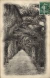 CPA Algerie Etude de Palmiers Palmier 