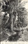 Vintage Postcard Palm trees and date modes Child wife Palm tree