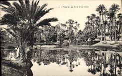 Vintage Postcard Palm trees at the edge of a wadi Palm tree