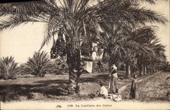 CPA Palmiers Palmier La cueillette des dattes 