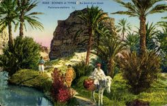 CPA Palmiers dattiers Au bord d'un oued Ane Mule Palmier 