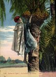 Vintage Postcard Palm trees Palm tree the ceuillette of the dates Gathering