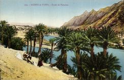 Vintage Postcard Study of Palm trees Palm tree