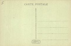 Vintage Postcard Study of Palm trees Palm tree