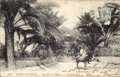 Vintage Postcard an alley of Palm trees Palm tree Donkey Mule