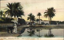 Vintage Postcard Palm trees Palm tree Oasis of palm trees - date palms