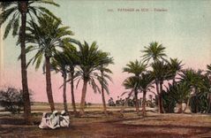 Vintage Postcard Palm trees Palm tree Landscape of the South