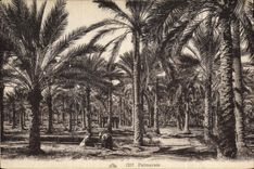 Vintage Postcard Palm trees Palm tree Palm plantation