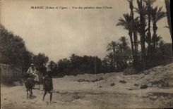 Vintage Postcard Morocco Seen of the Palm trees in the oasis Palm tree