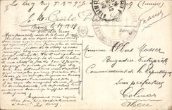 Vintage Postcard an alley of Palm trees Palm tree